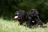 CANE CORSO 929